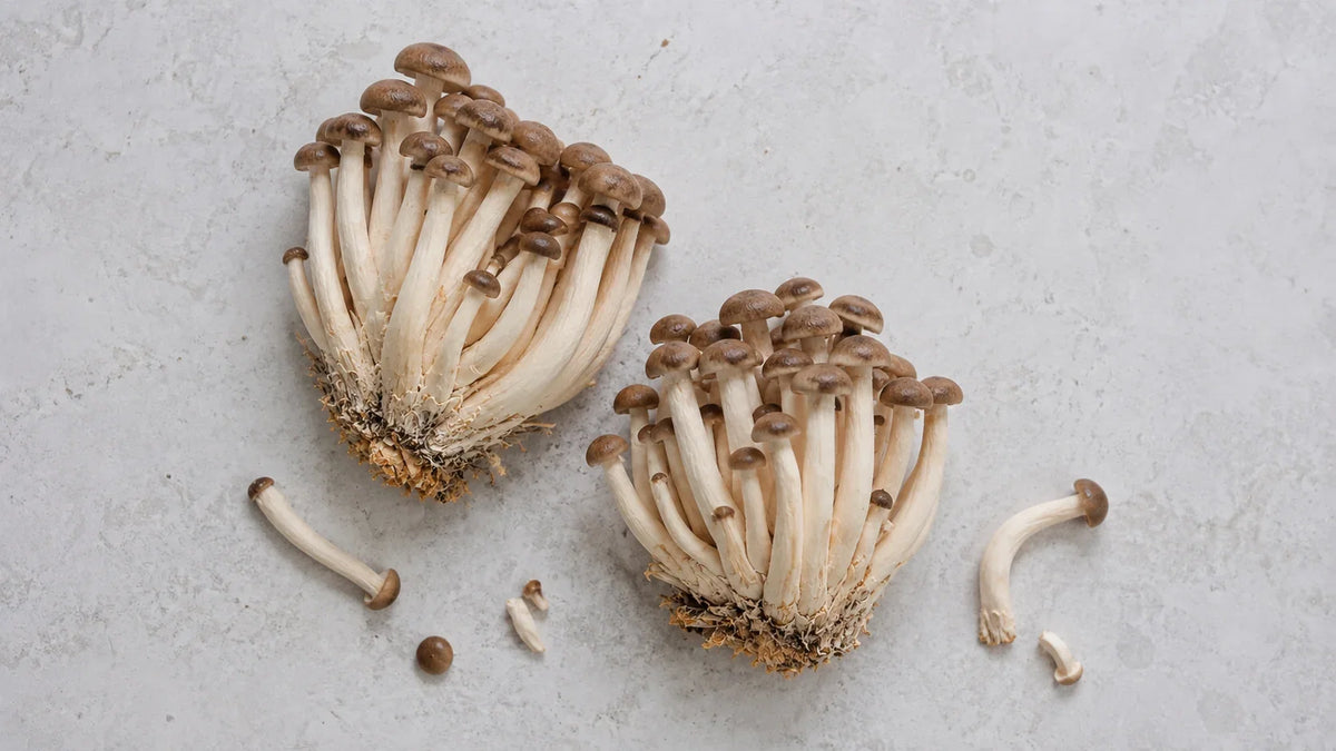 Two fresh black shimeji clusters on pale grey stone with separated stems, showing the brown domed caps and pale stems.